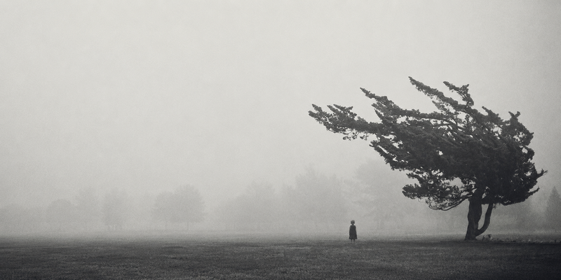 The Tree